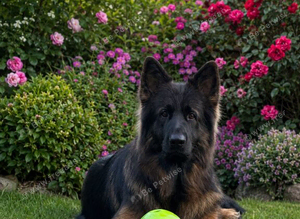 Standing at Stud
