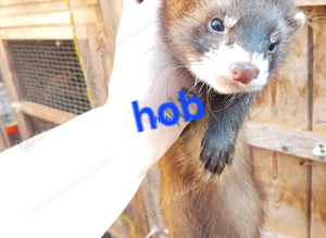 Hobs small
