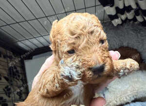 Poochon Puppies