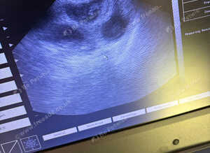 Ultrasound dogs & cats