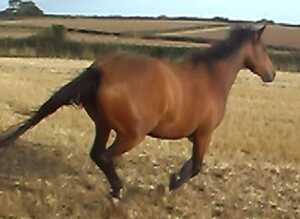 3/4 Thoroughbred 3 Y/o  Filly for sale.