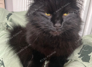 missing cat