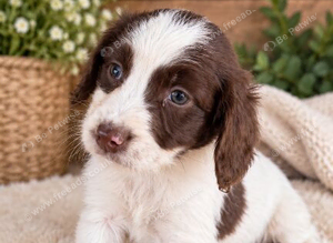 Cocker spaniel pups