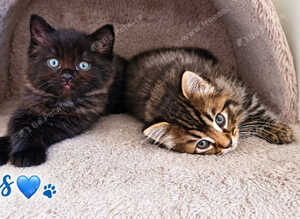 Beautiful Ragdoll Mix Kittens.Ready 9th September