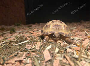baby horse field tortoise
