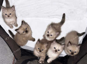 Ragdoll kittens