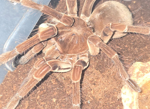 Tarantula list