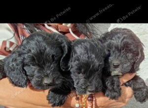 Sproodles