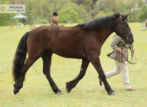 Stunning 15.1 hh Black mare