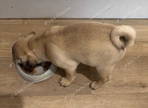 Fawn pug puppy