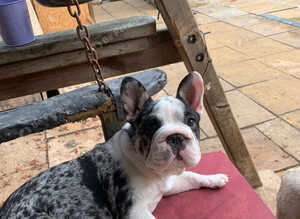 Velvet big rope Kc registered girl