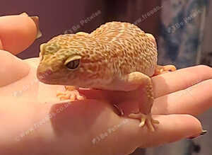 Female Leopard Gecko