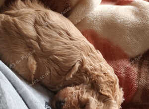 Beautiful cockapoo male