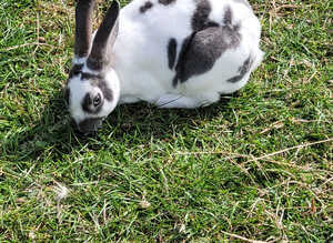 Mini rex rabbits for sale
