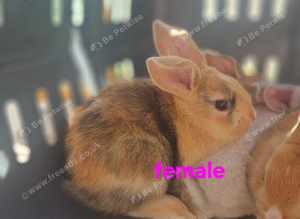 Mini lop X dutch