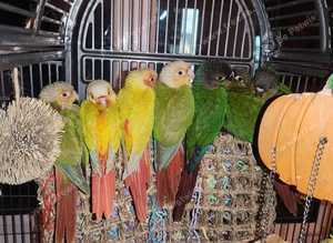 Hand reared baby conures