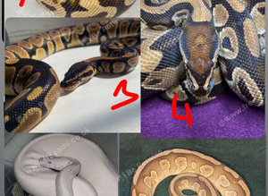 Ball pythons male and females