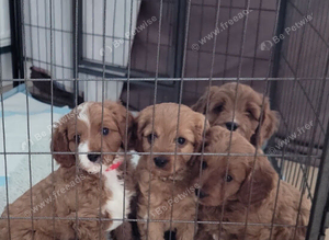 F1 Cavapoo