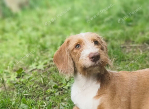1 year old cockapoo called Winston