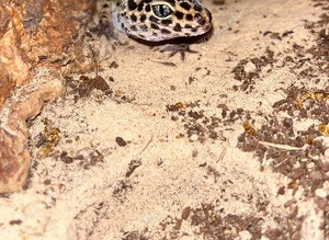 Leopard geckos