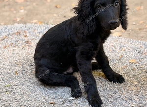 Black cockapoo puppy
