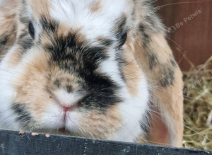 Mini lop please read description