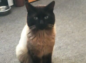 I lost my cat