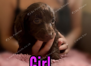 Cockapoo puppies