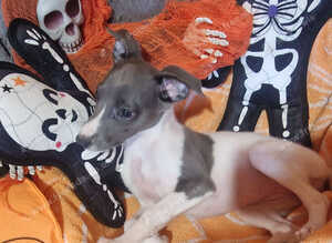 Whippet puppy's