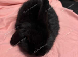 baby mini lops