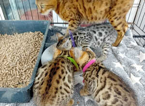 7 amazing Bengal kittens for sale