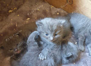 Russian blue kittens