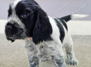 Cocker Spaniel Show Pups