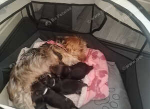 4, Yorkshire terrier male puppies