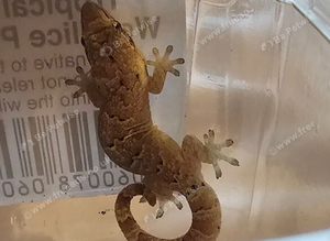 MOURNING GECKOS
