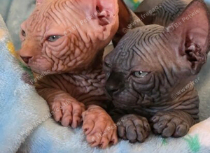 Exceptional Sphynx Kitten Available