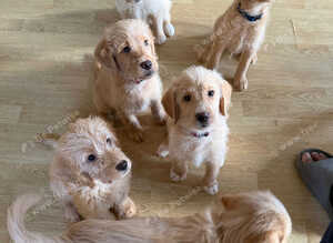 F1 Labradoodles