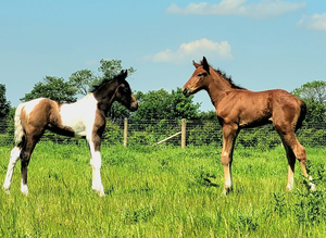 2 smashing foals