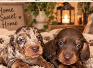 Miniature Dachshund Puppies for Sale - Gorgeous Dapple & Chocolate ️