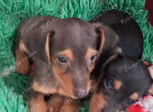 Wirehaired dashound tekel pups