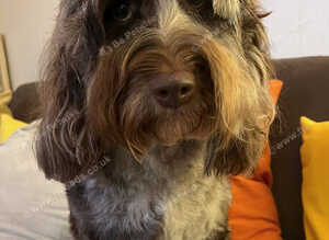 Beautiful Chocolate Merle Labradoodle