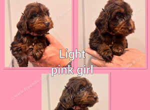 *Show* Cockapoo Ready To Leave Health Tested Pups