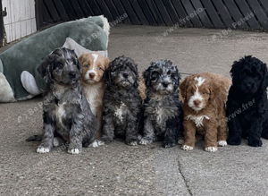 Beautiful Litter of Cockapoo puppies