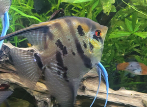 High fin stripes Angels