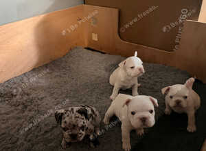 French bulldog puppies