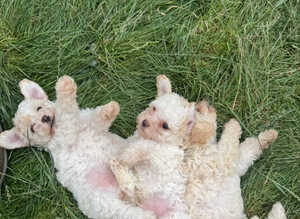 Poochon puppies