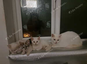 White kittens for sale