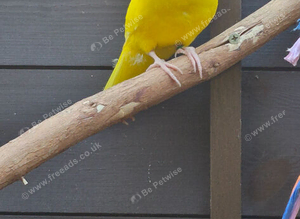 KAKARIKI