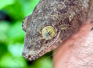 Female Halmahera Giant Gecko