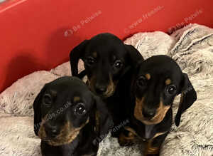 Dachshund Miniature Smooth Haired puppies KC Reg